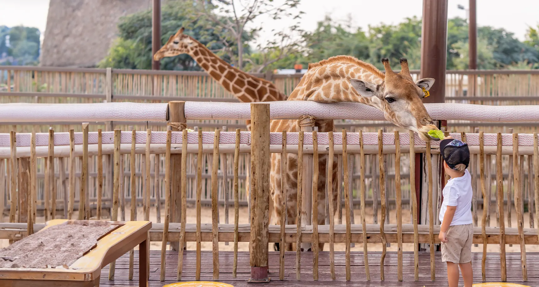 A young child feeding a giraffe across an enclosure barrier